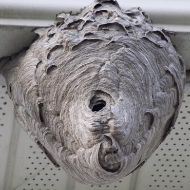 A wasp nest removed by Cinque Ports Pest Control