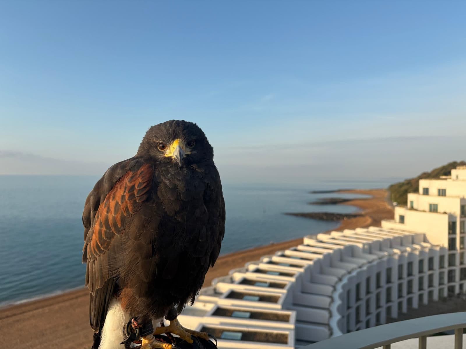 A Harris hawk on the glove above the beach, used by Cinque Ports Pest Control for humane bird deterrence