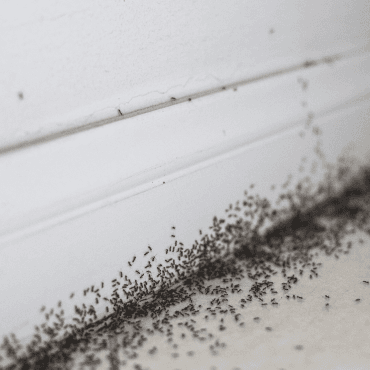 An ant infestation indoors