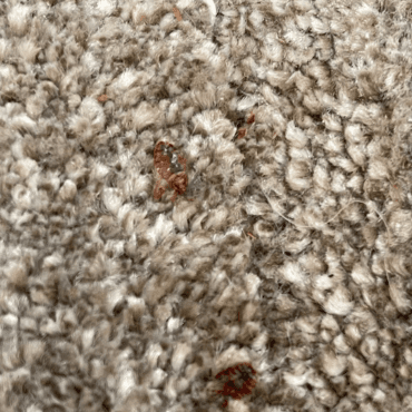 A bed bug close up