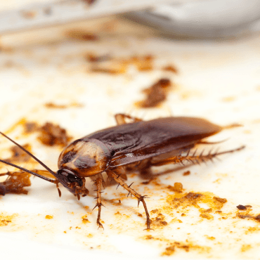 A cockroach on a kitchen surface