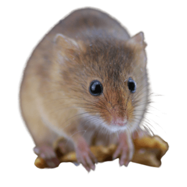 A house mouse