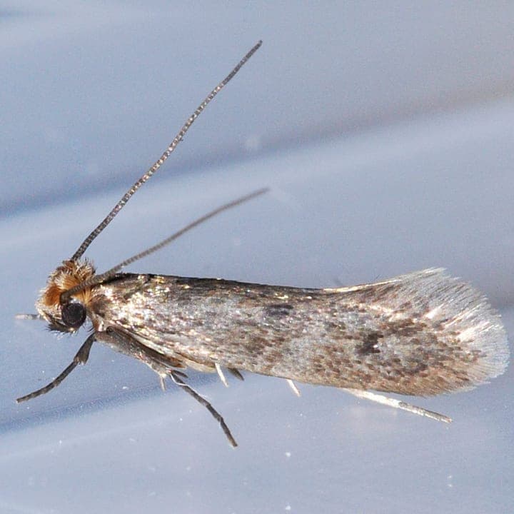 A clothes moth seen side on
