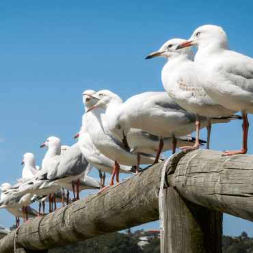A seagull on a rooftop