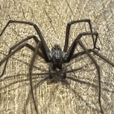 A spider in a web