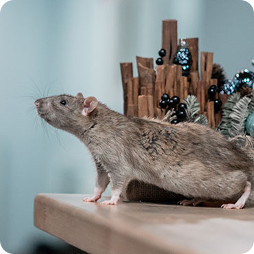 rat pest control