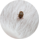 Fleas Keep Coming Back