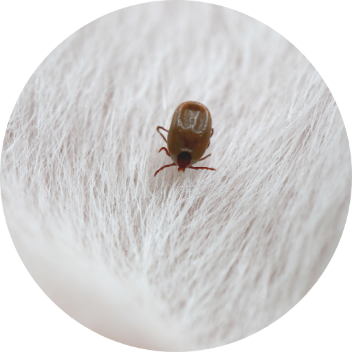 Flea Control Kent
