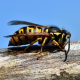 Protect Your Kent Home from Wasp