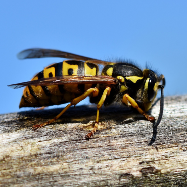 wasp closeup
