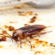 Cockroach Control Kent