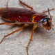 Cockroach control Kent