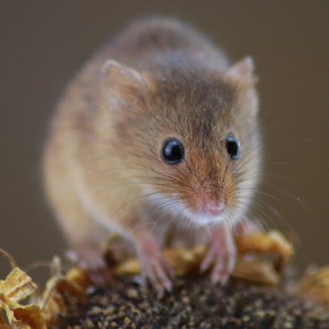 Landlords Arrange Pest Control for Mice