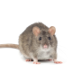 What Attracts Rats