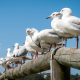 Seagull Control Kent