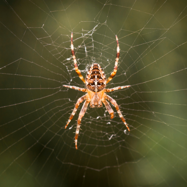 Spider pest control