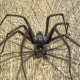Dealing With Spiders Kent