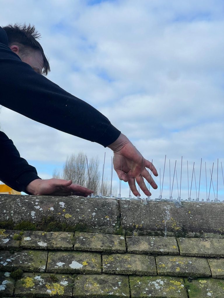 Pest Control Services Kent